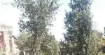 تصویر 2 - رستوران کترینگ مام بیگی 