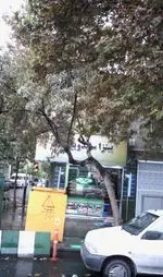 تصویر 1 - پیتزا ساندویچ یکتا