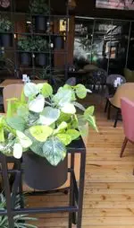 تصویر 5 - کافه لِبنان