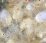 تصویر 1 - غنچه