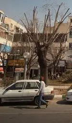 تصویر 3 - پیتزا سبز