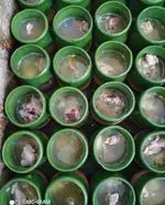 تصویر 2 - شاه دیزی پایتخت شعبه یادگار