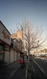 تصویر 2 - جگرکی پونه