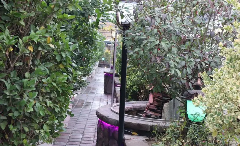 باغچه رستوران ونوس شهران، مسیری سبز با نورپردازی بنفش و سبز، درختان پرپشت و فضایی دلنشین برای صرف غذا و استراحت.