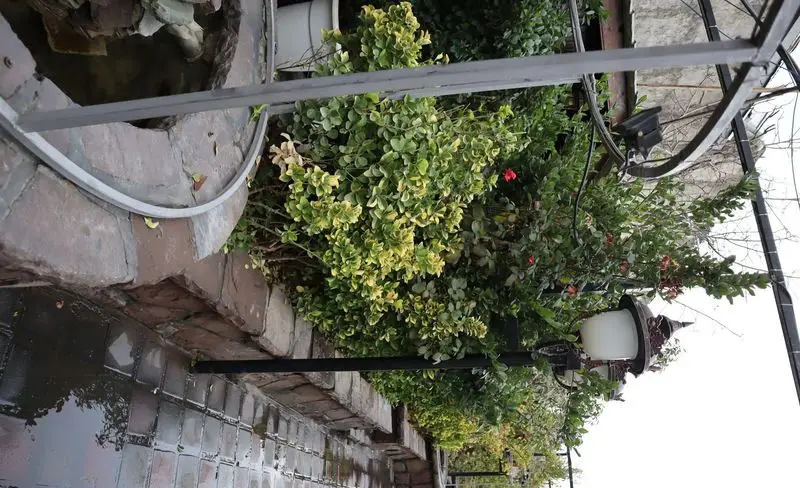 محیط زیبای باغچه رستوران ونوس شهران: فضای سبز دلنشین با گل‌های سرخ، نورپردازی خاص و آبنما، ایده‌آل برای یک تجربه عالی.