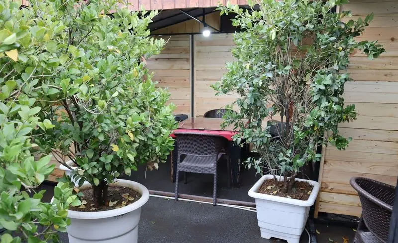 فضای دلنشین و سرسبز باغچه رستوران ونوس شهران با میز و صندلی در فضای باز و درختان گلدانی اطراف برای مشتریان.