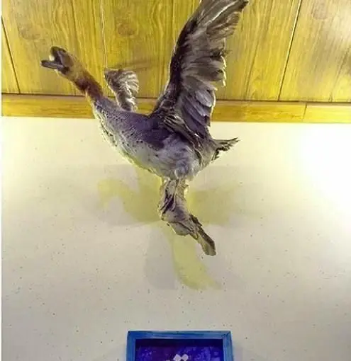 دکوراسیون داخلی چشم‌نواز رستوران ایرانی خوتکا: یک مرغابی تاکسیدرمی شده زیبا که به شکلی پویا از سقف چوبی آویزان شده، فضایی سنتی و خاص.