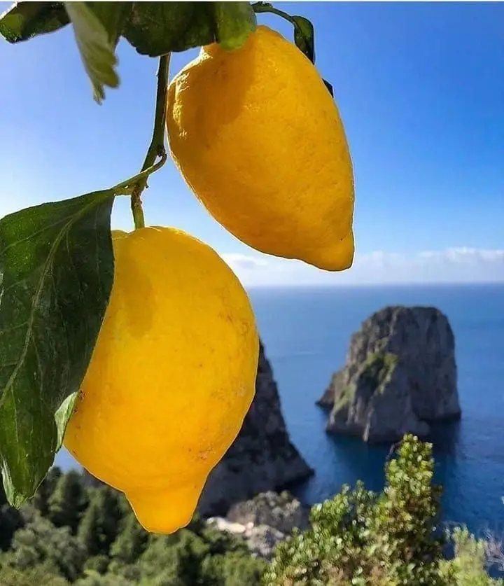 لیموی ارگانیک با پس‌زمینه چشم‌نواز دریای مدیترانه و صخره‌های کاپری، نمادی از تازگی در رستوران بلامونیکا.